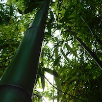 muisic for bamboos